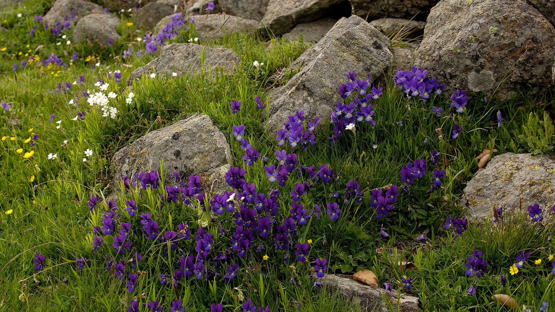 Blume des Aubrac-Plateaus