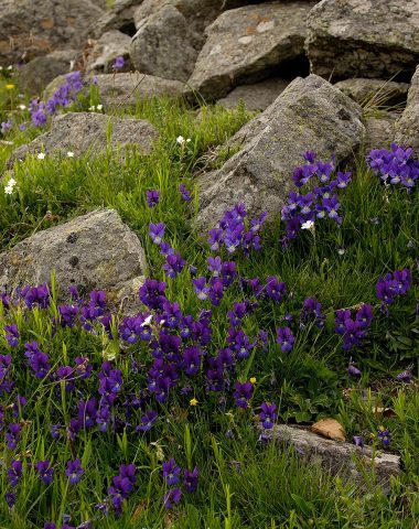 Blume des Aubrac-Plateaus